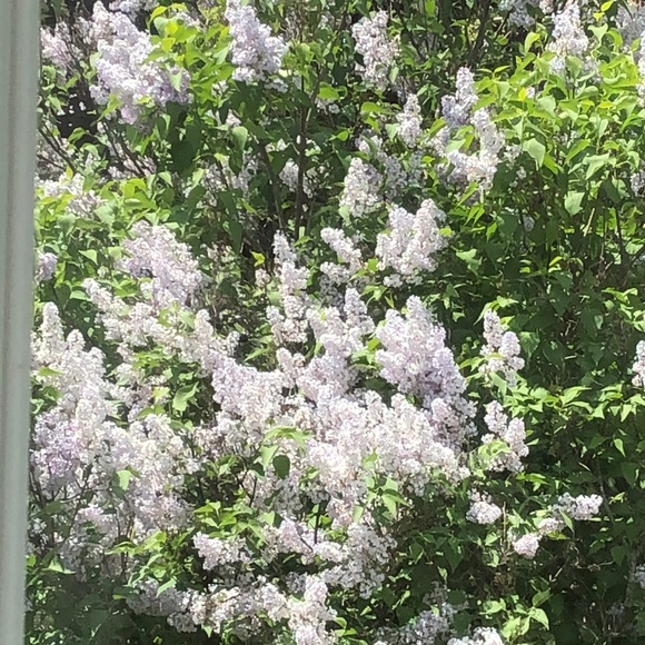 Meet your Posher, Robin - Picture 1 of 1